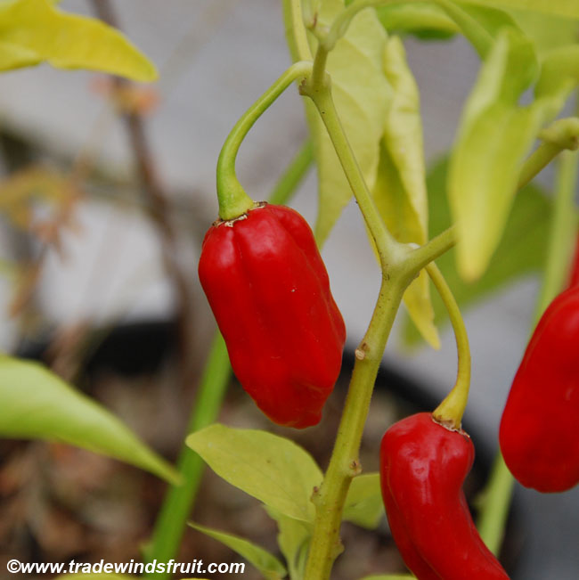 Cubanelle Pepper - Seeds