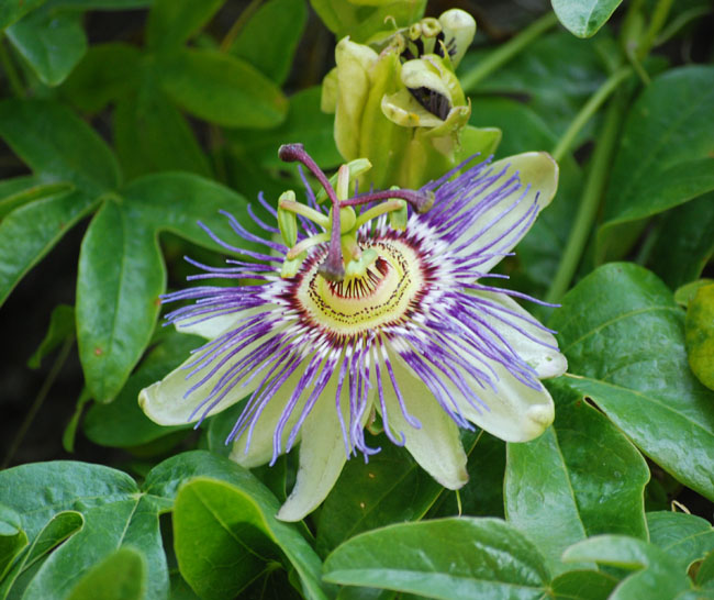 passiflora caerulea fruit