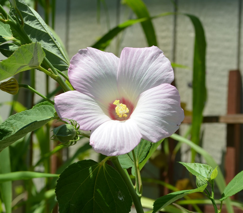 Swamp Rose Mallow Hibiscus Palustris