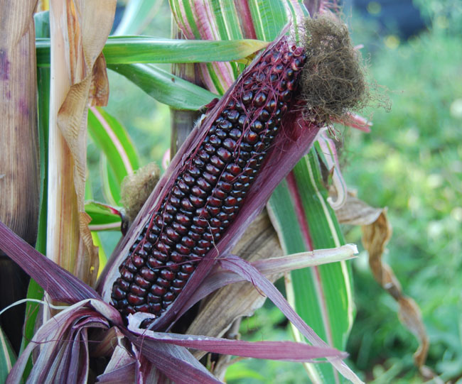 What is an Heirloom Seed?